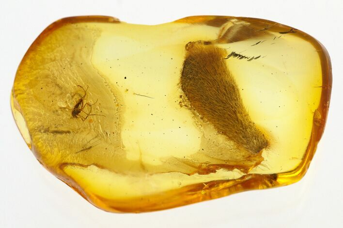 Fossil Hairy Plant & True Midge (Chironomidae) in Baltic Amber #272185